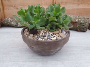 Crassula arborescens undulatifolia Specimen