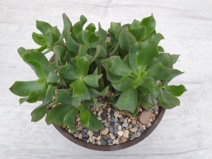 Crassula arborescens undulatifolia Specimen