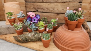 5.5cm Terracotta Pot with Plant (20)