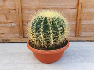 Echinocactus grusonii Specimen