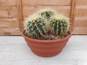 Echinocactus grusonii Specimen