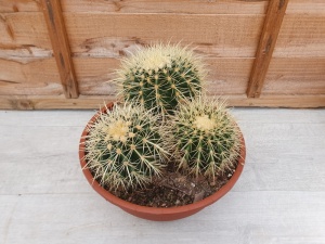 Echinocactus grusonii Specimen