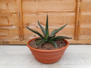 Agave sp. Specimen