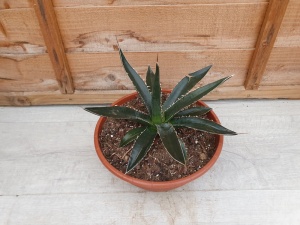 Agave sp. Specimen