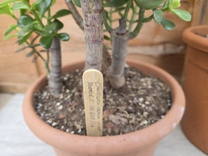 Bamboo Plant Labels (24)