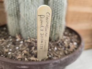 Bamboo Plant Labels (24)