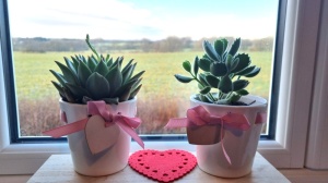 8.5cm Pink Ribbon Pot with Plant (6)