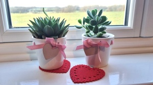 8.5cm Pink Ribbon Pot with Plant (6)