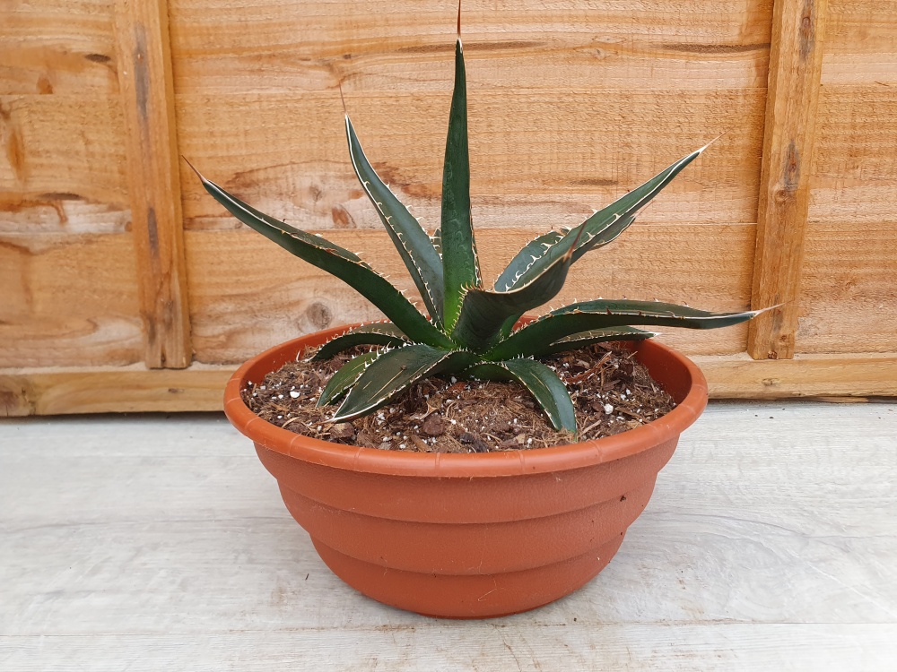 Agave sp. Specimen