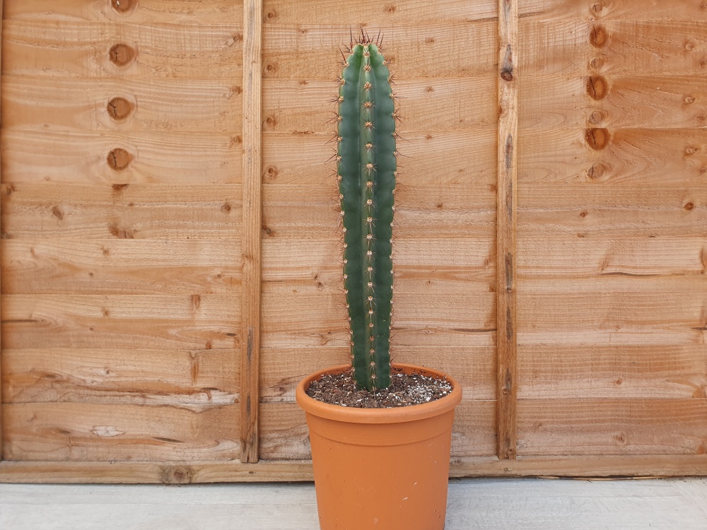 Pachycereus pecten-aborigium Specimen