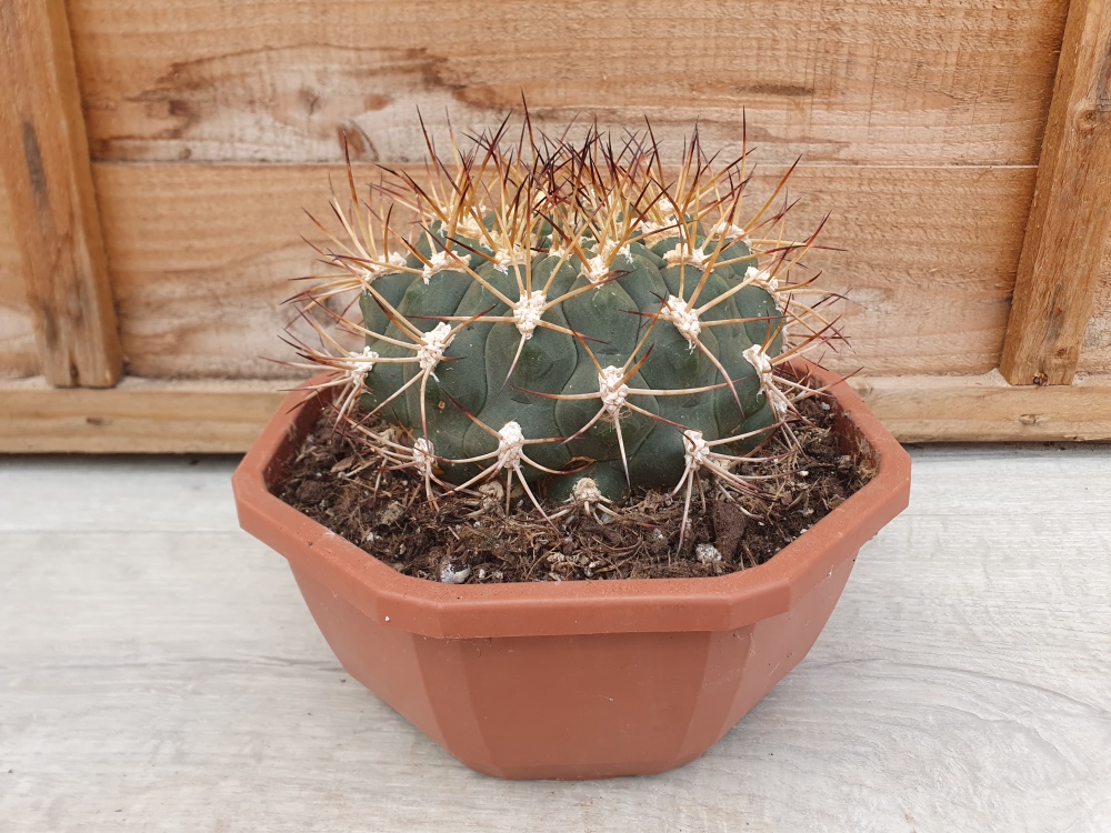 Gymnocalycium pflanzii Specimen