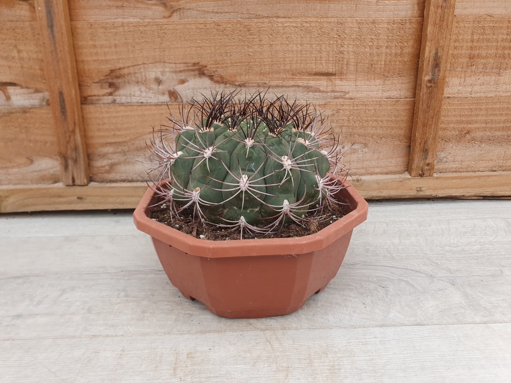 Gymnocalycium saglionis Specimen