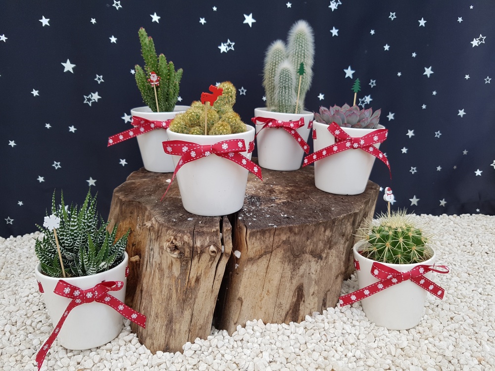 8.5cm Christmas Ribbon Pot with Plant (6)