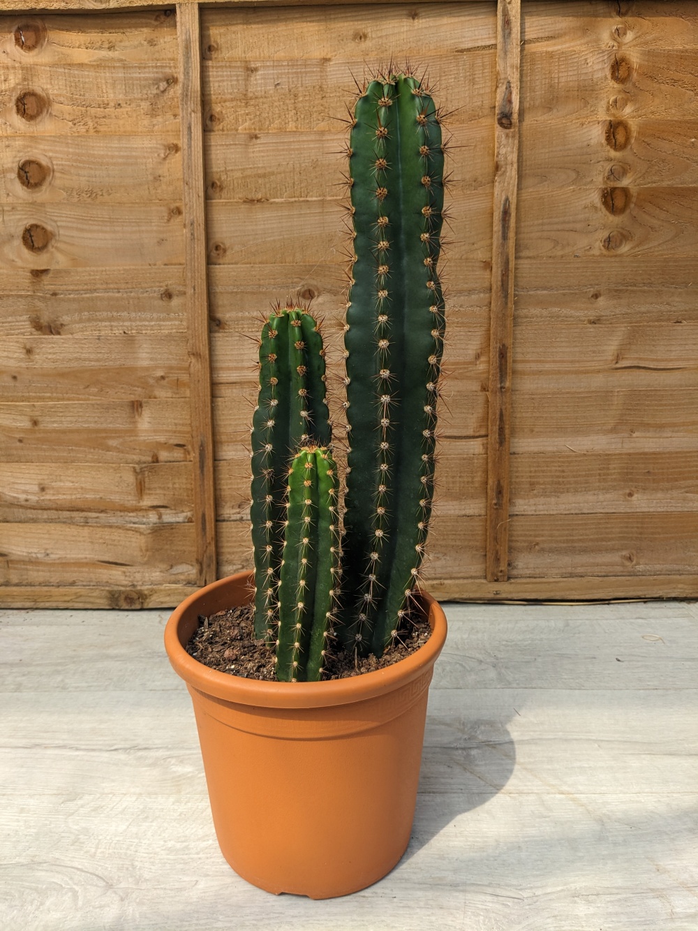 Pachycereus pecten-aborigium Specimen